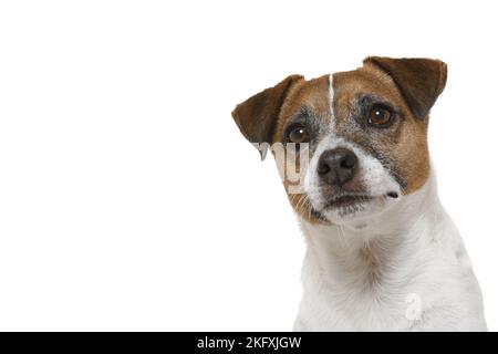 Parson Russell Terrier vor weißem Hintergrund Stockfoto