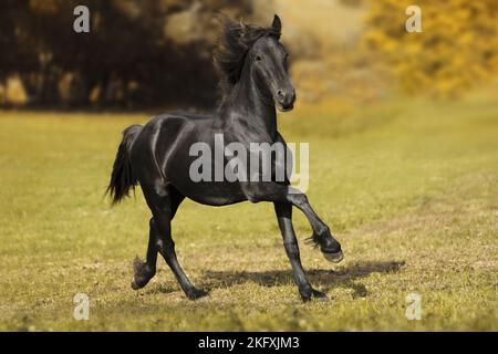 Friesen Pferd im Galopp Stockfoto