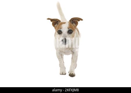 Jack Russell Terrier vor weißem Hintergrund Stockfoto