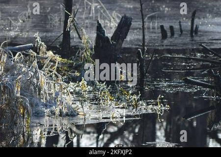 Düstere Winteridylle im schwarzen Moor Stockfoto