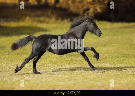 Friesen Pferd im Galopp Stockfoto