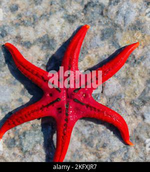 Eine Nahaufnahme eines Rotknopfsternfischs auf einer grauen Oberfläche Stockfoto