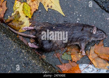 Tote Ratte auf dem Bürgersteig der brüsseler Straße | Rat mort le long d'un trottoir a Bruxelles Stockfoto