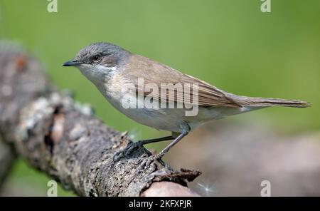 Kleiner Weißdorn (Curruca curruca) sitzt und posiert an einem Zweig an sonnigen Tag Stockfoto