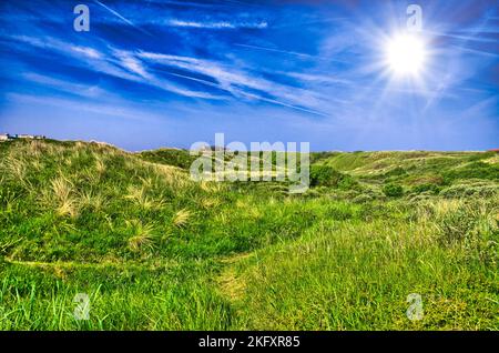 Hintergrundbild mit üppigen Gras Feld unter blauem Himmel Nordsee, in der nähe von Zandvoort Amsterdam, Holland, Niederlande, HDR Stockfoto