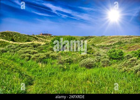 Hintergrundbild mit üppigen Gras Feld unter blauem Himmel Nordsee, in der nähe von Zandvoort Amsterdam, Holland, Niederlande, HDR Stockfoto