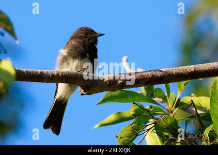 Eine Nahaufnahme einer schwarzen phoebe (Sayornis nigricans), die auf dem Baum thront Stockfoto