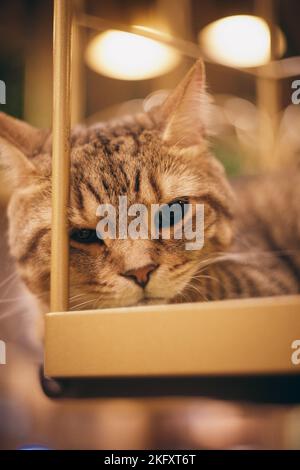 Eine vertikale Aufnahme einer niedlichen Katze, die in einem Käfig liegt Stockfoto