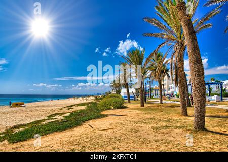 Dattelpalmen auf Sunny Beach in Hammamet, Tunesien, Mittelmeer, Afrika, HDR Stockfoto