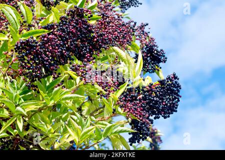 Holunder, Holunderblüte oder Holunderbeere (sambucus nigra), Nahaufnahme mehrerer großer Sprays von Früchten oder Beeren, die auf dem Baum oder Strauch reifen. Stockfoto