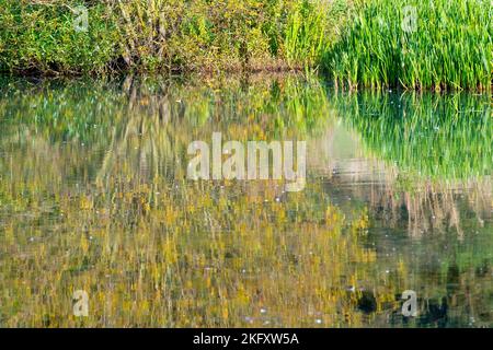 Die Reflexion in ruhigem Wasser von Pflanzenwelt und Vegetation, die am Rand eines Teiches wächst, was eine sehr malerische Wirkung verleiht. Stockfoto