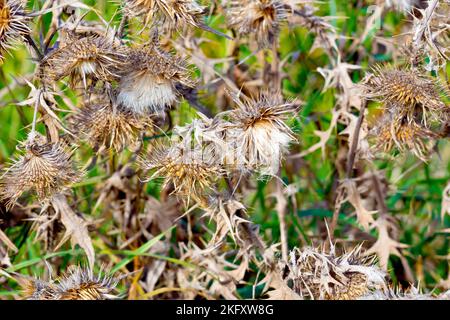 Spear Thistle (cirsium vulgare), Nahaufnahme der hängenden Sämerköpfe und getrockneten Blätter der gewöhnlichen Stachelpflanze. Stockfoto