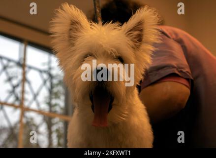 Foto eines gähnenden West Highland White Terrier Welpen Stockfoto