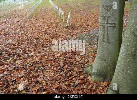 Kreuz, geschnitzt in die Rinde einer Buche am Rande eines Friedhofs mit langen Reihen identischer weißer Kreuze Stockfoto