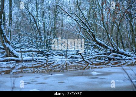 Gefallene kleine Bäume liegen im Wasser, Winter, Schnee und Eis Stockfoto