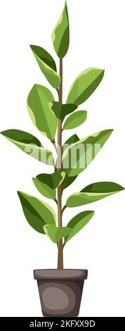 Ficus elastica. Zimmerpflanze in einem Topf, isoliert auf weißem Hintergrund. Vektordarstellung Stock Vektor