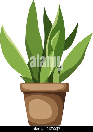 Sansevieria-Pflanze (Schlangenpflanze). Zimmerpflanze in einem Topf, isoliert auf weißem Hintergrund. Vektordarstellung Stock Vektor