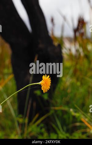 Blühender Dandelion und verbrannter Baumstamm im Cape Conran Coastal Park, Victoria, Australien Stockfoto