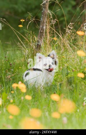 Schwarz und weiß lange Haare chihuahua spielen im Gras und Dandelionen in der Sonne. Kleiner Hund genießt einen Sommertag. Stockfoto