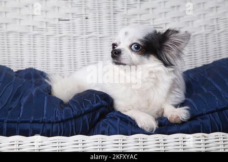 Schwarz und weiß lange Haare chihuahua posiert auf einem weißen Weidenlibensalat. Studioportrait eines kleinen Hundes auf dem blauen Kissen eines weißen Korbsessels. Stockfoto