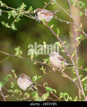 Berlin, Deutschland. 09. April 2022. 09.04.2022, Berlin. Die Sperlinge (Passer domesticus) sitzen auf Zweigen in einem Busch in einem Garten. Quelle: Wolfram Steinberg/dpa Quelle: Wolfram Steinberg/dpa/Alamy Live News Stockfoto