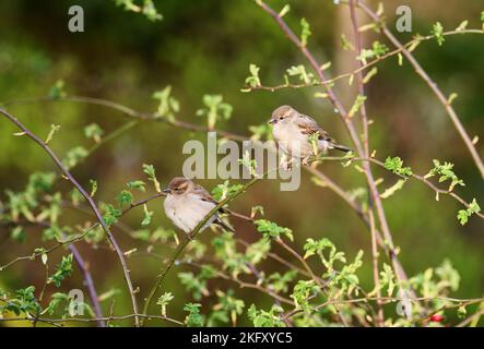 Berlin, Deutschland. 09. April 2022. 09.04.2022, Berlin. Die Sperlinge (Passer domesticus) sitzen auf Zweigen in einem Busch in einem Garten. Quelle: Wolfram Steinberg/dpa Quelle: Wolfram Steinberg/dpa/Alamy Live News Stockfoto
