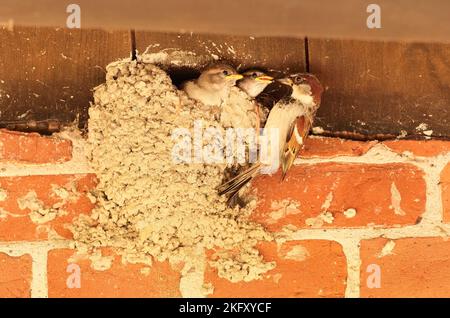 Kap Arkona, Deutschland. 28.. Juni 2021. 28.06.2021, Cape Arkona. Ein Haussperling (Passer domesticus) ernährt seine Jungen in einem alten Schwalbennest aus Lehm unter dem Dach eines Backsteingebäudes am Kap Arkona auf Rügen. Quelle: Wolfram Steinberg/dpa Quelle: Wolfram Steinberg/dpa/Alamy Live News Stockfoto