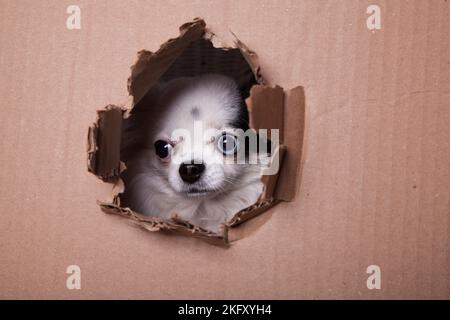 Schwarz-weißes langes Haar chihuahua guckt durch ein Loch in die Pappe. Studioportrait eines kleinen Hundes, der sein Gesicht durch ein Loch in einen Karton stochert Stockfoto