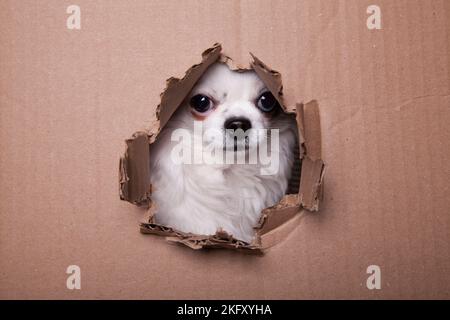 Schwarz-weißes langes Haar chihuahua guckt durch ein Loch in die Pappe. Studioportrait eines kleinen Hundes, der sein Gesicht durch ein Loch in einen Karton stochert Stockfoto