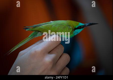 Arabischer grüner Bienenfresser, der im Vogelbeobachtungszentrum Eilat, Israel, geringt wird Stockfoto