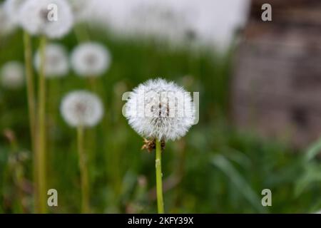 Selektiver Fokus auf die kreisförmige Samenbildung einer Dornblüte. Mehr Samen im Hintergrund aus dem Fokus. Stockfoto