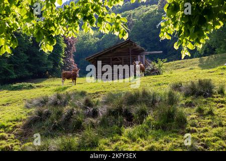 Ländliche Schweizer Alpenlandschaft mit zwei Kühen, die vor einer verlassenen Shepards-Hütte auf Gras grasen. Stockfoto