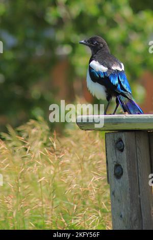 Eine schwarze Elster aus Alberta, Kanada. Stockfoto
