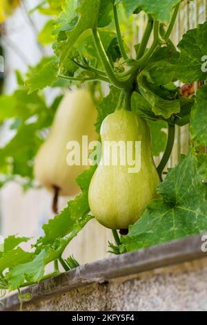Butternusskürbis wächst auf einem Gitterzaun im Garten aus nächster Nähe. Grüne Pflanzenfrucht. Stockfoto