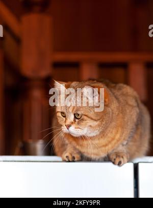 Katze auf dem Kühlschrank, die Katze schaut vom Abend herab Stockfoto