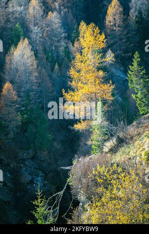 Dramatisches Landschaftsbild einer gelben Lärche auf einer Klippe. Stockfoto