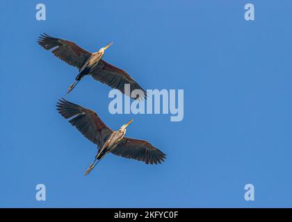 Eine Aufnahme von zwei purpurnen Reihern, die in einem klaren blauen Himmel fliegen Stockfoto