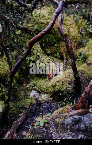 Vertikales Foto eines Papierbaums (Polylepis), der in den mittleren und hohen Regionen der tropischen Anden endemisch ist. Cajas National Park, Ecuador. Stockfoto