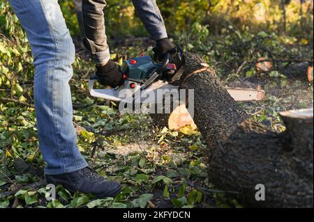 Kettensäge zum Schneiden von Holz. Ein Mann, der mit einer Kettensäge einen Baum schneidet und Sägemehl zu den Seiten fliegt. Stockfoto