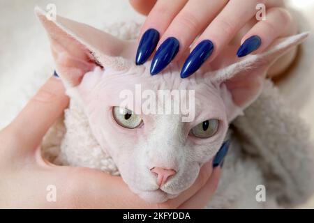 Hand streichelende Sphinx Katze in weißem Schal zu Hause Stockfoto