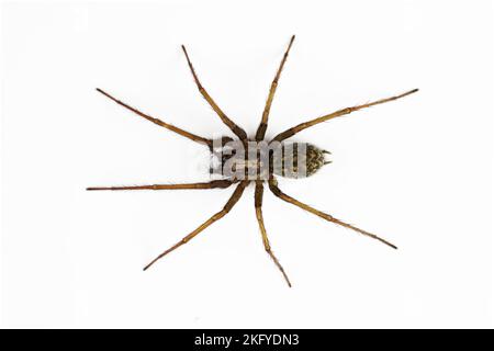 Makrofoto der Tegenaria-Spinne isoliert auf weißem Hintergrund Stockfoto