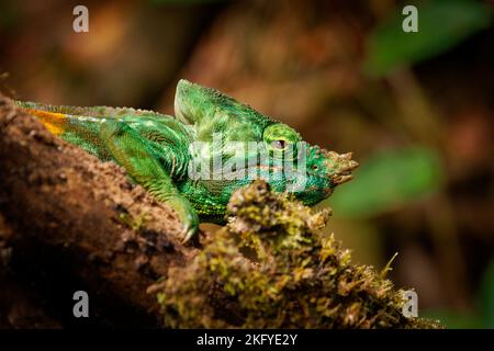 Parson’s Chameleon - Chamaeleo (Calumma) parsonii große grüne Chamäleonarten in Chamaeleonidae, endemisch in feuchten Primärwäldern im Osten und n Stockfoto