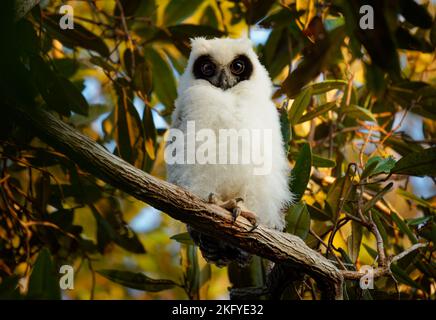Madagaskar-Eule - ASIO madagascariensis auch Madagaskar- oder Madagaskar-Langohreule, endemisch auf der Insel Madagaskar, weißes, junges Baby-Küken auf dem Th Stockfoto
