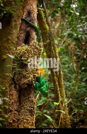 Parson’s Chameleon - Chamaeleo (Calumma) parsonii große grüne Chamäleonarten in Chamaeleonidae, endemisch in feuchten Primärwäldern im Osten und n Stockfoto