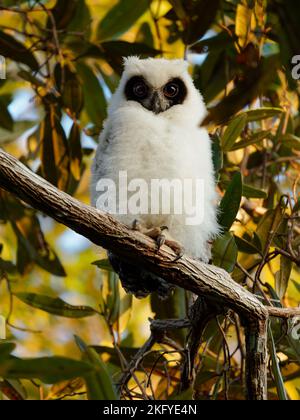 Madagaskar-Eule - ASIO madagascariensis auch Madagaskar- oder Madagaskar-Langohreule, endemisch auf der Insel Madagaskar, weißes, junges Baby-Küken auf dem Th Stockfoto