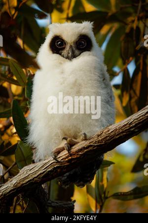 Madagaskar-Eule - ASIO madagascariensis auch Madagaskar- oder Madagaskar-Langohreule, endemisch auf der Insel Madagaskar, weißes, junges Baby-Küken auf dem Th Stockfoto