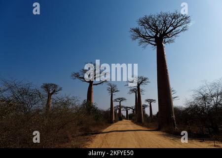 Landschaft mit den großen Bäumen Baobabs in Madagaskar. Baobab Gasse während des Tages, Sonnenuntergang und Sonnenaufgang, am späten Abend orange Sonne Stockfoto