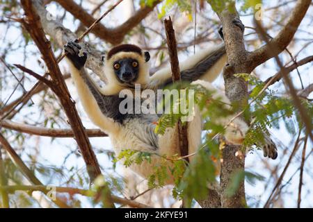 Verreauxs Sifaka - Propithecus verreauxi oder White Sifaka, Primat in den Indriidae, lebt vom Regenwald bis zu trockenen Laubwäldern im Westen Madagaskars Stockfoto