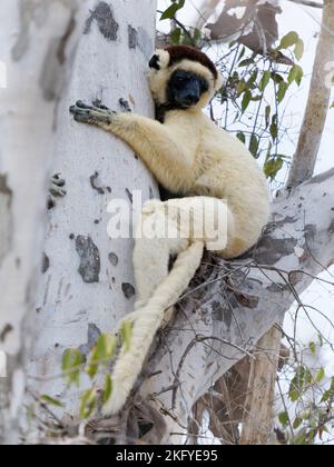 Verreauxs Sifaka - Propithecus verreauxi oder White Sifaka, Primat in den Indriidae, lebt vom Regenwald bis zu trockenen Laubwäldern im Westen Madagaskars Stockfoto