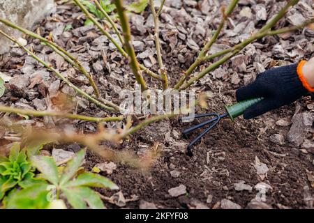 Gärtner lockert Boden um Rosenbusch im Herbstgarten mit Handgabel. Strauch mit Werkzeugen pflegen. Garten für den Winter vorbereiten Stockfoto